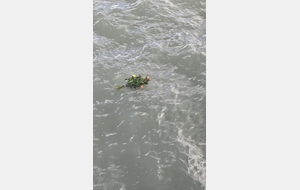 Concours Octobre 2025 MERS LES BAINS